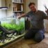 10 Popular Types Of Rasboras You Need To See