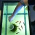Cherry Shrimp Tank Mates: Top 15 Choices Why!