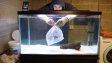 Synodontis Catfish Care: Tank Tips and Mates