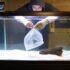 Why Your Betta Fish Is Laying At The Bottom Of The Tank