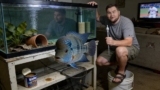 Texas Cichlid 101: Care, Size, Tank Mates, Breeding