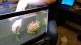 Rotala Indica Thrives: Ultimate Aquarium Guide