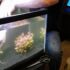 Complete Betta Fish Feeding Guide: Diet, Schedule, and Best Practices