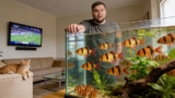 Tiger Barb 101: Care, Tank Mates, Size, Breeding More