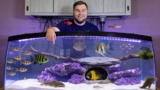 15 Tank Mates for Tiger Barbs