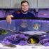 15 Colorful Peaceful Angelfish Compatible Tank Mates (All Sizes)