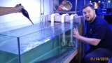 Tiger Shovelnose Catfish: Essential Care Guide