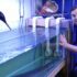 How Long Do GloFish Live? Lifespan of Each Species Explained