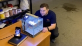 Nano Tank Wonders: Tiny Freshwater Fish Picks