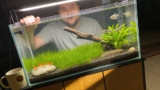 11 Pea Puffer Tank Mates: Choosing Tiny Roommates
