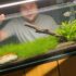 Loach Care Guide: Types, Tank Setup, and Feeding Tips