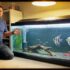 Can Goldfish Eat Bread? (Caution Advised)
