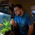 Rotala Indica Thrives: Ultimate Aquarium Guide