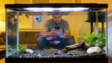 Best Tank Mates For Guppies: 15 Choices