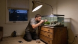 The 15 Best Low Light Aquarium Plants (Must-See)
