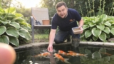 Top Pond Fish Picks for Every Water Garden