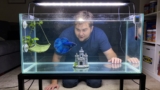 The 4 Best 10 Gallon Fish Tanks For Bettas