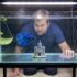 Ranchu Goldfish: Care, Tank Size, Lifespan, Setup & More