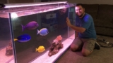 Our 10 Favorite and Most Popular Surgeonfish or Tangs