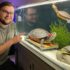 Bolivian Ram: Care Guide (with Tank Setup, Mates Breeding)
