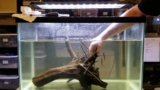 Twig Catfish Care: Essential Tips for Aquarists