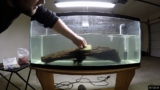 Vampire Pleco Care: A Stunning Guide