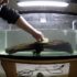 Flowerhorn Cichlid Care: Tank Mates, Food  Other Tips
