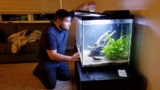 Vampire Shrimp Care: The Complete Guide