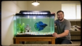 What Are the Different Betta Fish Colors?