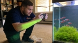 Ruby Tetra: Vibrant Care Guide