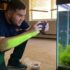 Betta Ammonia Poisoning: A Complete Guide to Saving Your Fish