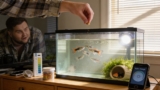 Platy Fish Spotlight: Care, Colors, and Lifespan