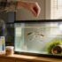 The Ultimate Guide to the Best Decorations for Betta Fish