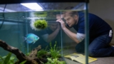 Opaline Gourami: Vibrant Care and Tank Harmony