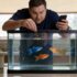 Zebra Danio 101: Care, Size, Lifespan, Tank Mates