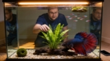 What Do Betta Fish Like In Their Tanks?