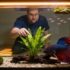 Emerald Dwarf Rasbora 101: The Complete Care Guide