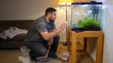 White Skirt Tetra Care: Diet, Tankmates, Size and Tank Requirements
