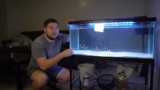 Yoyo Loach Care 101: Size, Tank Mates, Lifespan More