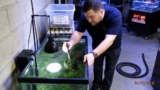Zebra Cichlids: Care, Companions, and Breeding Secrets