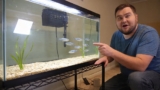 Zebra Danio 101: Care, Size, Lifespan, Tank Mates