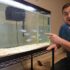Vibrant Guppy Care Tips Unveiled
